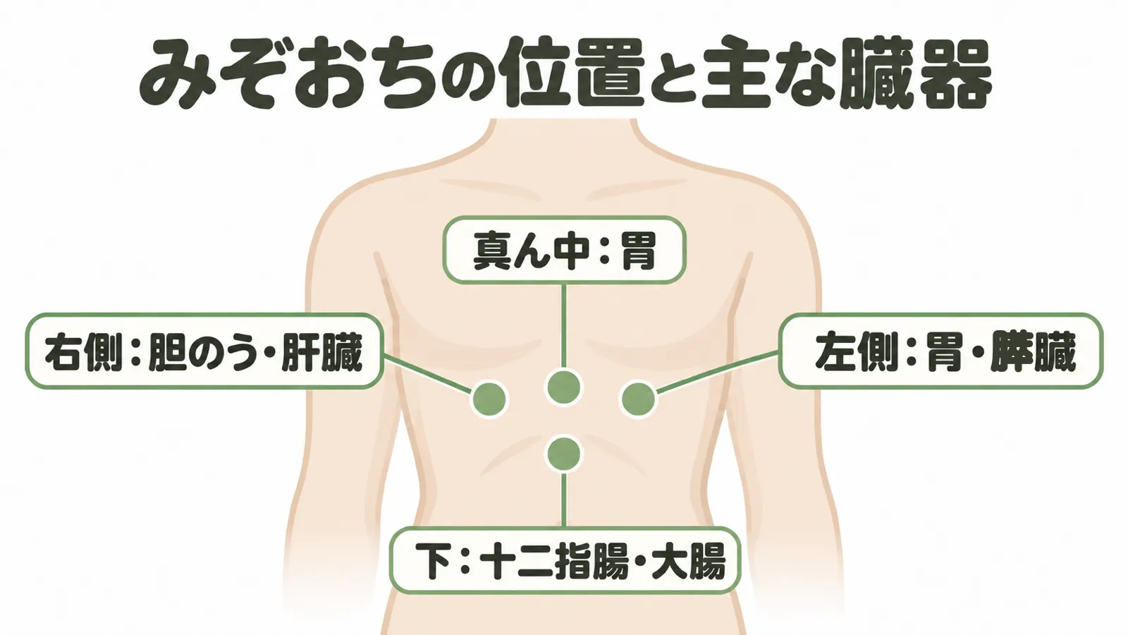 みぞおちの位置と主な臓器の図
